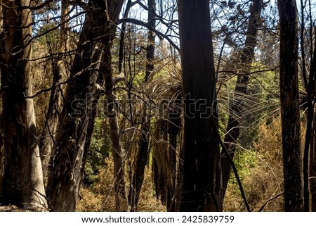 Dense forest, with many branches, leaves and foliage. Spectacular conservation of flora and fauna.
Photo of what the Botanical Garden was before the fire Feb. 2024