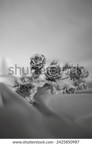 White Rose on a white fabric, simple and beautiful.