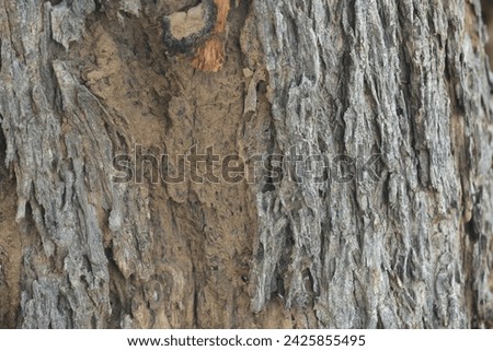 Old tree texture. Bark pattern, For background wood work, Bark of brown hardwood, thick bark hardwood, residential house wood. nature, tree, bark, hardwood, trunk, tree , tree trunk close up texture Royalty-Free Stock Photo #2425855495