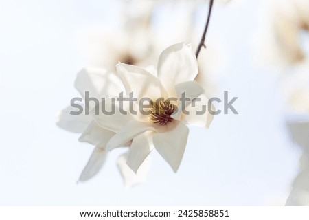 a view of magnolia flowers blooming