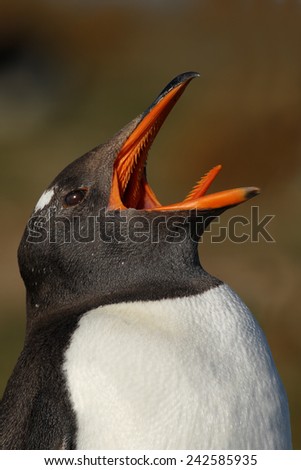 Portrait of Gentoo penguin, Pygoscelis papua, with wide open orange bill with poke out tongue, Falkland Islands.