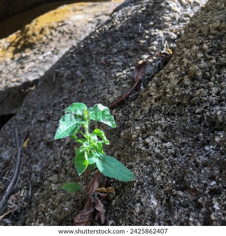 A young plant tenaciously sprouting through a crack in the rocky terrain, symbolizing resilience and the power of life amidst harsh conditions. Royalty-Free Stock Photo #2425862407