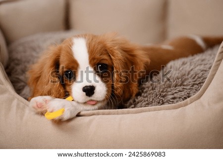 Cute Cavalier King Charles Spaniel puppy chews on his favorite toy while lying on the dog bed. Relief from itching of growing teeth. Young puppy playing with his chew toy.Happy puppy. Postcard Royalty-Free Stock Photo #2425869083