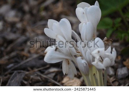 White flowers blooming in the garden