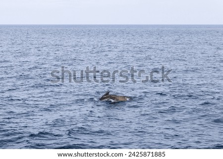 The calm expanse of the Norwegian Sea is gently disrupted by the passage of a mother pilot whale and her calf off the coast of Andenes