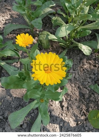 Calendula arvensis, commonly known as field marigold or calendula, is a species of flowering plant in the daisy family, Asteraceae. It is native to southern Europe. Royalty-Free Stock Photo #2425876605