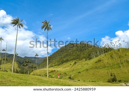 The Cocora Valley in Salento Colombia