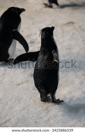 Natural behaviors of the Chinstrap, King, Juanito, Adelia, Saltarrocas and Macaroni penguins, in a state of conservation for the recovery of their species.
Behavior and physiognomy of penguins.