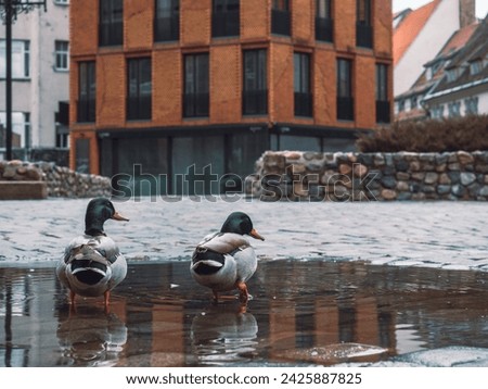 Two drakes standing in a puddle in the center of the European city 