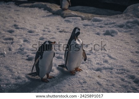 Natural behaviors of the Chinstrap, King, Juanito, Adelia, Saltarrocas and Macaroni penguins, in a state of conservation for the recovery of their species.
Behavior and physiognomy of penguins.