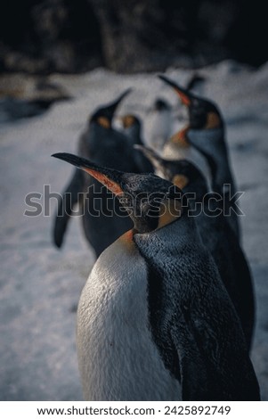 Natural behaviors of the second largest penguin in the world. The King penguin, adult and young specimens, live together as a family in order to survive, seeing their physiognomy and their abilities.