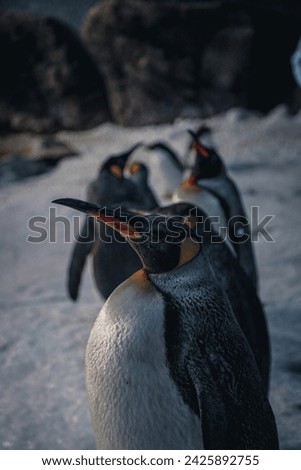Natural behaviors of the second largest penguin in the world. The King penguin, adult and young specimens, live together as a family in order to survive, seeing their physiognomy and their abilities.