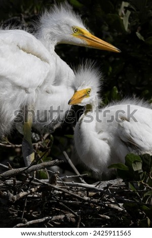 Two, alert baby Great Egrets are watchful wild babies in their twig nest in Florida, St. Augustine, rookery sanctuary; Royalty-Free Stock Photo #2425911565