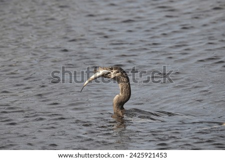 Double-crested Cormorant (phalacrocorax auritus) with a huge fish in it's beak Royalty-Free Stock Photo #2425921453