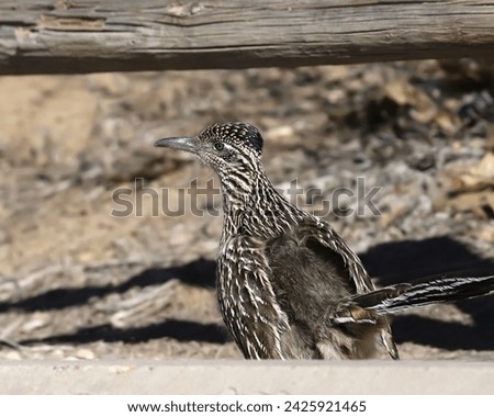 Greater Roadrunner (geococcyx californianus) looking back as it scurries under a wooden fence Royalty-Free Stock Photo #2425921465