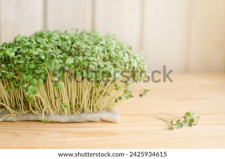 Mustard Microgreens. Green young Sprout. Healthy Lifestyle , nutritional, vegan food concept. Growing seeds. Raw Fresh micro greens at home. Close up germinated microgreen on wooden background Royalty-Free Stock Photo #2425934615