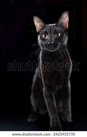 Beautiful black cat on a black background. The cat is sitting. Cat with big eyes. A pet. Vertical frame.