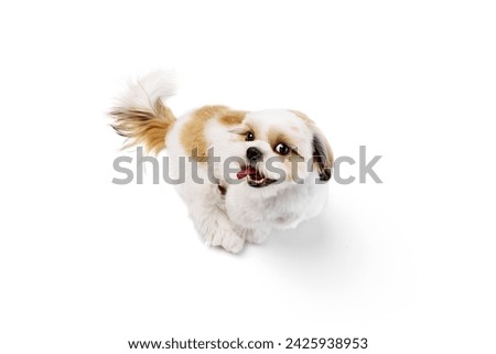 Top view of adorable, happy little purebred shih tzu dog standing with tongue sticking out isolated on white studio background. Concept of domestic animals, pet friends, vet, care Royalty-Free Stock Photo #2425938953