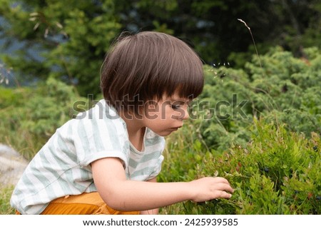 Little girl picking wild blueberries in french alps.