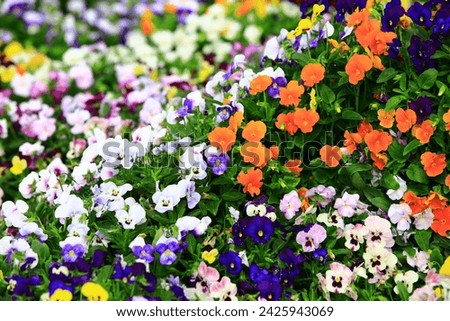 Pansy Violet or Garden Pansy or Field Pansy or Wild Pansy flowers blooming in the garden
