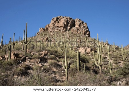 Forest of Saguaro cactus on side of rocky landscape
