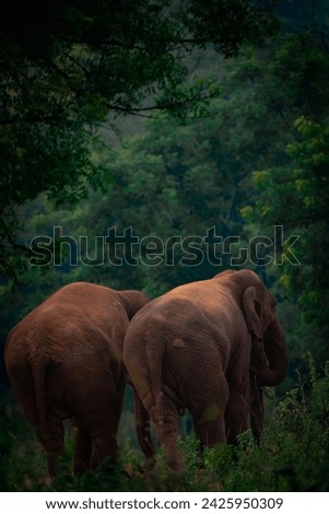A pair of elephants sharing their habitat with love.
