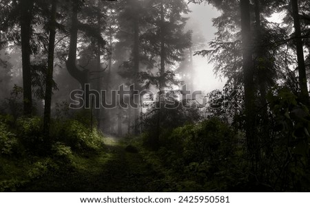 Forest Path Beckons Tranquil Nature Photography