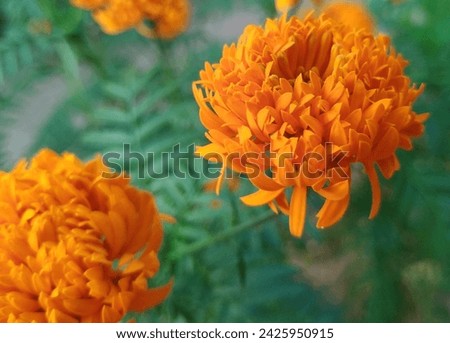 Marigolds are among the most common and favorite of all bedding flowers.The daisy-shaped inflorescences in colors ranging from yellow and gold to orange, red, and mahogany brings the color of sunshine