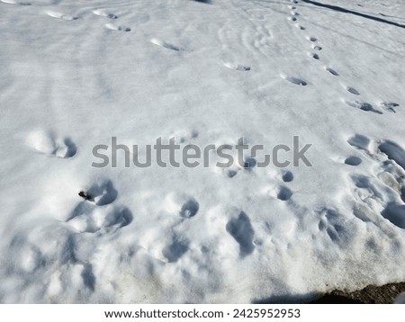 Carious footprints in the snow over a lawn. Royalty-Free Stock Photo #2425952953