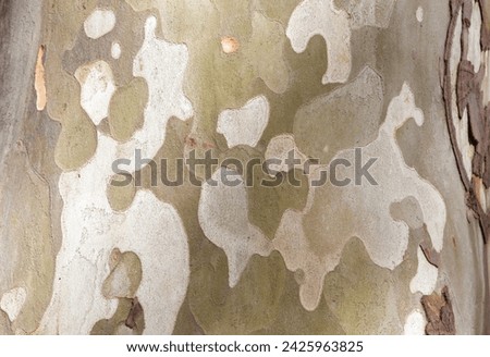 Bark peeling off in irregular scaly plates of platanus x hispanica. Selective focus Royalty-Free Stock Photo #2425963825