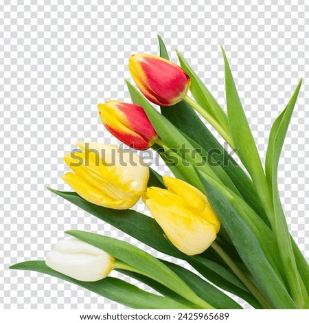 tulips bloom flowers transparent background