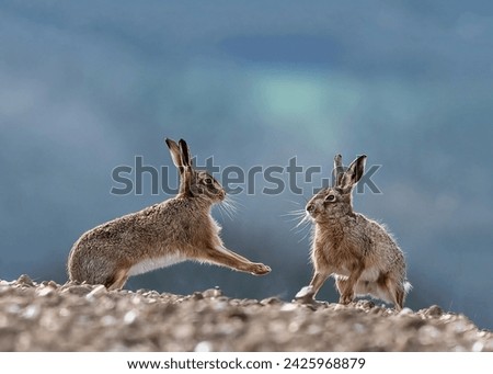 A gorgeous pair of gray-eared hares are actively flirting with each other Royalty-Free Stock Photo #2425968879