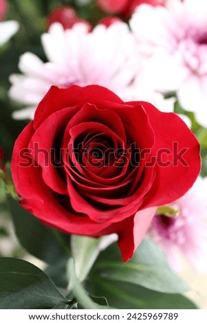 Rose up close outdoor photography