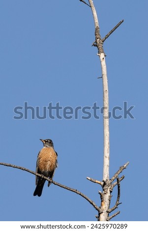 American Robin Perched on Tree Branch With Blue Sky Background