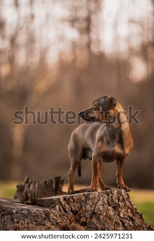 Portrait of a cute Miniature Pinscher dog in the forest. Royalty-Free Stock Photo #2425971231