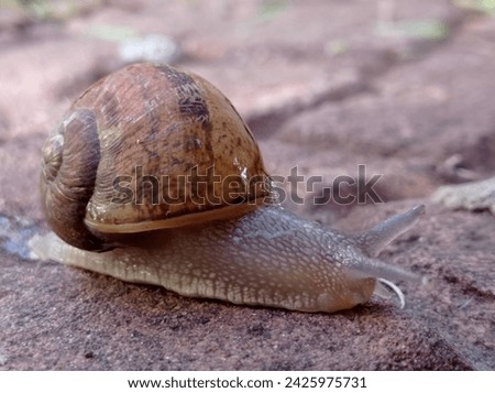 Cornu aspersum is just a complicated name for the common garden snail, one of the most known molluscs.  Royalty-Free Stock Photo #2425975731