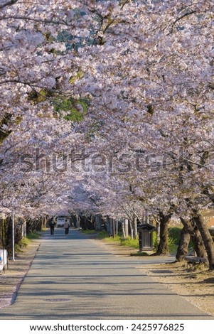 
Cherry blossoms at Akizuki Castle ruins