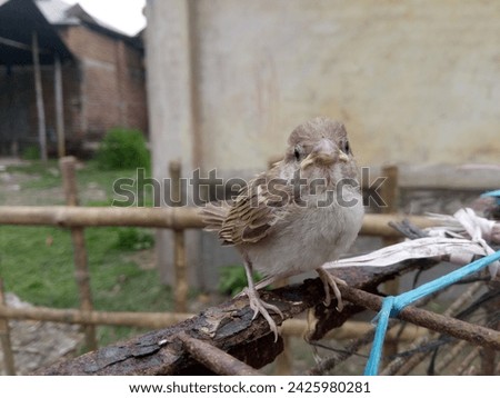 The most beautiful sparrow pictures  this birds is very could and friendly birds in Bangladeshi people 