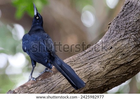 portrait of a exotic black bird 