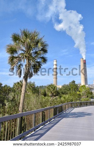 Cabbage Palmetto (Sabal palmetto) and stack releasing steam along hiking trail at Manatee Viewing Center