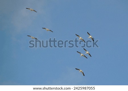 Flock of American White Pelicans (Pelecanus erythrorhynchos) flying overhead along hiking trail at Manatee Viewing Center