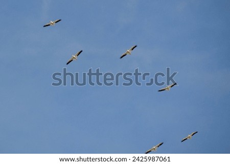 Flock of American White Pelicans (Pelecanus erythrorhynchos) flying overhead along hiking trail at Manatee Viewing Center