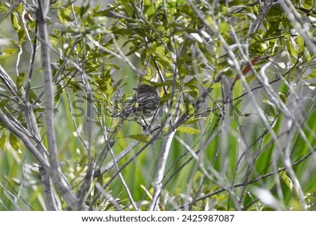 Yellow-rumped Warbler (Setophaga coronata) perched in tree along hiking trail at Manatee Viewing Center