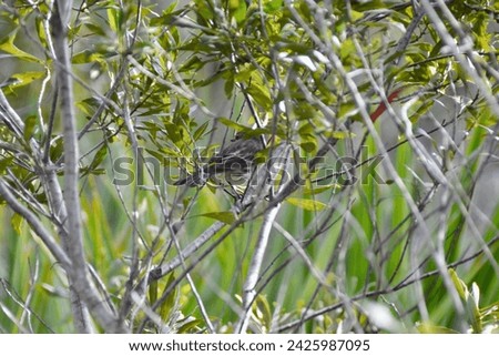 Yellow-rumped Warbler (Setophaga coronata) perched in tree along hiking trail at Manatee Viewing Center