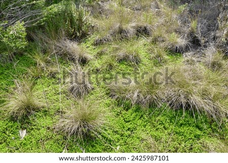 Sand Cordgrass (Sporobolus bakeri) along hiking trail at Manatee Viewing Center