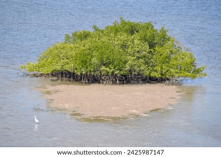 Snowy Egret (Egretta thula) wading next to small island along hiking trail at Manatee Viewing Center