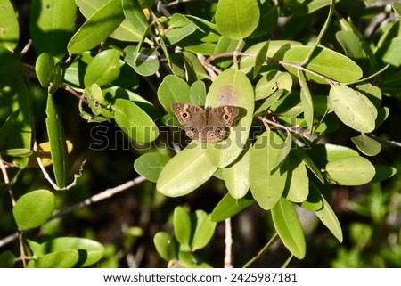 West Indian Mangrove Buckeye (Junonia neildi) resting on mangrove along hiking trail at Manatee Viewing Center