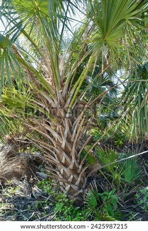 Cabbage Palmetto (Sabal palmetto) along hiking trail at Manatee Viewing Center