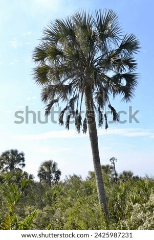 Cabbage Palmetto (Sabal palmetto) along hiking trail at Manatee Viewing Center