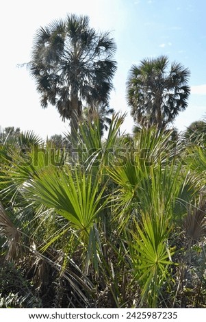 Saw Palmetto (Serenoa repens) and Cabbage Palmettos (Sabal palmetto) along hiking trail at Manatee Viewing Center